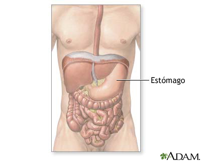 Anatomía abdominal normal