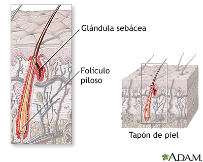 Anatomía del folículo piloso