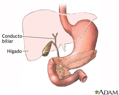 Anatomía de la vesícula biliar