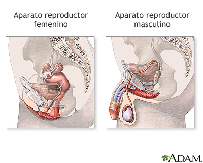 Sistema reproductor masculino y femenino