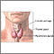 Paratiroidectomía - anatomía normal