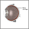 Desprendimiento de retina - anatomía normal