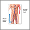 Trombosis venosa - serie - Anatomía normal