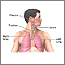 Anatomía normal del pulmón