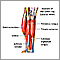 Músculos de la pierna inferior
