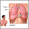 Diafragma y pulmones
