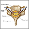 Vértebra y nervios espinales