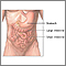 Anatomía abdominal normal