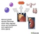Secreción hormonal de las glándulas suprarrenales