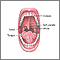 Anatomía de la boca