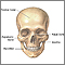Anatomía del cráneo