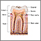 Anatomía de los dientes