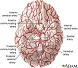 Arterias del cerebro
