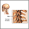 Vértebras cervicales