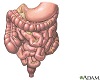 Tracto gastrointestinal