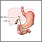 Anatomía de la vesícula biliar