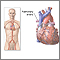 Arterias pulmonares