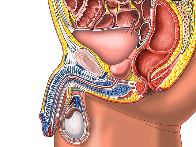 Cancer bucal mas comun - webtask.ro Cancer prostata sintomas iniciales