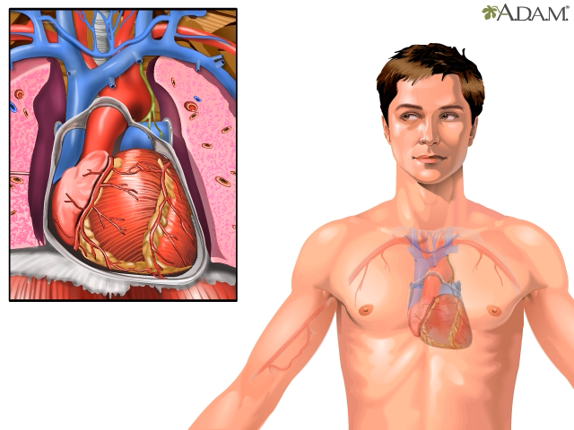 Sistema cardiovascular: funciones, órganos y enfermedades - Tua Saúde